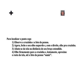 Conexões neurais da retina com o encéfalo
• Campos visuais
• Teste

35

 