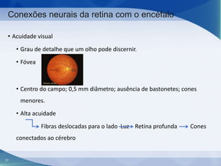 Conexões neurais da retina com o encéfalo
• Acuidade visual
• Grau de detalhe que um olho pode discernir.
• Fóvea

• Centro do campo; 0,5 mm diâmetro; ausência de bastonetes; cones
menores.
• Alta acuidade
Fibras deslocadas para o lado Luz Retina profunda
conectados ao cérebro

37

Cones

 