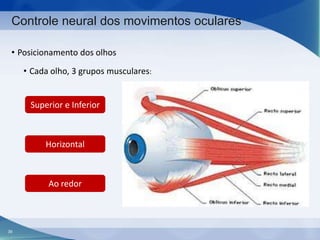 Controle neural dos movimentos oculares
• Posicionamento dos olhos
• Cada olho, 3 grupos musculares:

Superior e Inferior

Horizontal

Ao redor

39

 