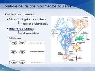 Controle neural dos movimentos oculares
• Posicionamento dos olhos

• Olhos não dirigidos para o objeto
núcleos oculomotores
• Imagens não-fundidas
olhos movidos
• Estrabismo

40

 