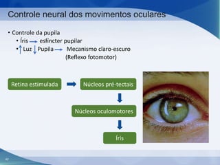 Controle neural dos movimentos oculares
• Controle da pupila
• Íris
esfíncter pupilar
• Luz Pupila
Mecanismo claro-escuro
(Reflexo fotomotor)

Retina estimulada

Núcleos pré-tectais

Núcleos oculomotores

Íris

42

 