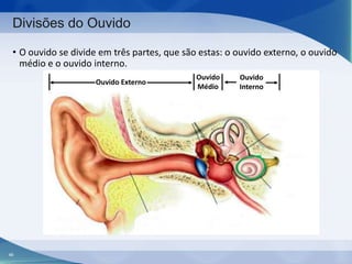 Divisões do Ouvido
• O ouvido se divide em três partes, que são estas: o ouvido externo, o ouvido
médio e o ouvido interno.
Ouvido Externo

46

Ouvido
Médio

Ouvido
Interno

 