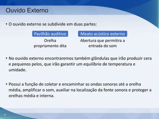 Ouvido Externo
• O ouvido externo se subdivide em duas partes:
Pavilhão auditivo
Orelha
propriamente dita

Meato acústico externo
Abertura que permitira a
entrada do som

• No ouvido externo encontraremos também glândulas que irão produzir cera
e pequenos pelos, que irão garantir um equilíbrio de temperatura e
umidade.
• Possui a função de coletar e encaminhar as ondas sonoras até a orelha
média, amplificar o som, auxiliar na localização da fonte sonora e proteger a
orelhas média e interna.

47

 