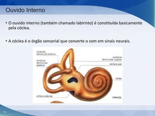 Ouvido Interno
• O ouvido interno (também chamado labirinto) é constituída basicamente
pela cóclea.
• A cóclea é o órgão sensorial que converte o som em sinais neurais.

50

 