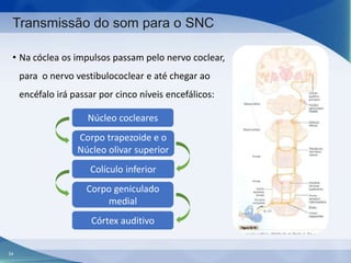 Transmissão do som para o SNC
• Na cóclea os impulsos passam pelo nervo coclear,
para o nervo vestibulococlear e até chegar ao
encéfalo irá passar por cinco níveis encefálicos:
Núcleo cocleares
Corpo trapezoide e o
Núcleo olivar superior
Colículo inferior
Corpo geniculado
medial

Córtex auditivo

54

 