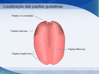 Localização das papilas gustativas

63

 