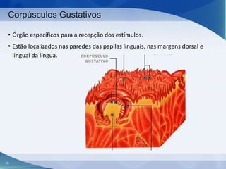 Corpúsculos Gustativos
• Órgão específicos para a recepção dos estímulos.

• Estão localizados nas paredes das papilas linguais, nas margens dorsal e
lingual da língua.

65

 