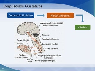 Corpúsculos Gustativos
Corpúsculo Gustativo

Nervos aferentes

Cérebro

66

 