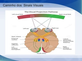 Caminho dos Sinais Visuais

7

 