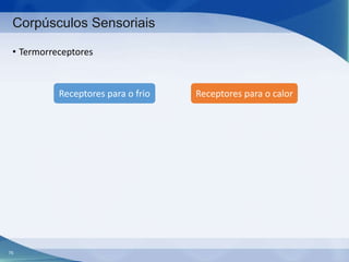 Corpúsculos Sensoriais
• Termorreceptores

Receptores para o frio

76

Receptores para o calor

 