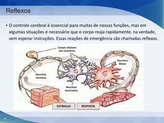 Reflexos
• O controle cerebral é essencial para muitas de nossas funções, mas em
algumas situações é necessário que o corpo reaja rapidamente, na verdade,
sem esperar instruções. Essas reações de emergência são chamadas reflexos.
Corpos celulares
dos neurônios

Neurônio
Motor

Neurônio
Sensitivo

Neurônio
Associativo

ESTÍMULO

80

RESPOSTA

 