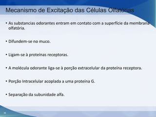 Mecanismo de Excitação das Células Olfatórias
• As substancias odorantes entram em contato com a superfície da membrana
olfatória.
• Difundem-se no muco.
• Ligam-se à proteínas receptoras.
• A molécula odorante liga-se à porção extracelular da proteína receptora.
• Porção Intracelular acoplada a uma proteína G.
• Separação da subunidade alfa.

86

 