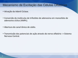 Mecanismo de Excitação das Células Olfatórias
• Ativação da Adenil Ciclase.
• Conversão da moléculas de trifosfato de adenosina em monosfato de
adenosina cíclico (AMPc).
• Abertura do canal iônico de sódio.
• Transmissão dos potenciais de ação através do nervo olfatório -> Sistema
Nervoso Central.

87

 
