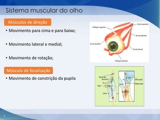 Sistema muscular do olho
Músculos de direção

• Movimento para cima e para baixo;
• Movimento lateral e medial;

• Movimento de rotação;
Músculo de focalização
• Movimento de constrição da pupila

9

 