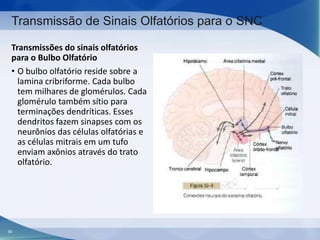 Transmissão de Sinais Olfatórios para o SNC
Transmissões do sinais olfatórios
para o Bulbo Olfatório
• O bulbo olfatório reside sobre a
lamina cribriforme. Cada bulbo
tem milhares de glomérulos. Cada
glomérulo também sítio para
terminações dendríticas. Esses
dendritos fazem sinapses com os
neurônios das células olfatórias e
as células mitrais em um tufo
enviam axônios através do trato
olfatório.

90

 