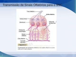 Transmissão de Sinais Olfatórios para o SNC

91

 