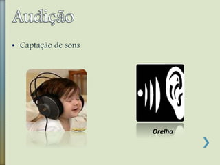 • Captação de sons
Orelha
 