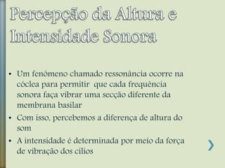 • Um fenômeno chamado ressonância ocorre na
cóclea para permitir que cada frequência
sonora faça vibrar uma secção diferente da
membrana basilar
• Com isso, percebemos a diferença de altura do
som
• A intensidade é determinada por meio da força
de vibração dos cílios
 
