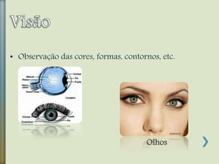 • Observação das cores, formas, contornos, etc.
Olhos
 