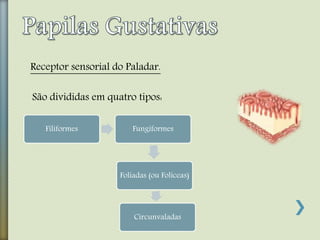 Filiformes Fungiformes
Foliadas (ou Folíceas)
Circunvaladas
São divididas em quatro tipos:
Receptor sensorial do Paladar.
 