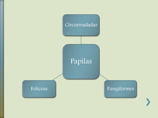 Papilas
Circunvadadas
FungiformesFolíceas
 
