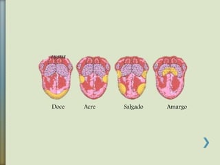 Doce Acre Salgado Amargo
 