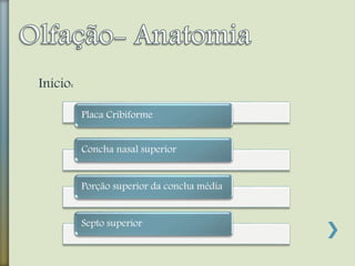 Início:
Placa Cribiforme
Concha nasal superior
Porção superior da concha média
Septo superior
 