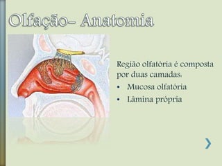 Região olfatória é composta
por duas camadas:
• Mucosa olfatória
• Lâmina própria
 