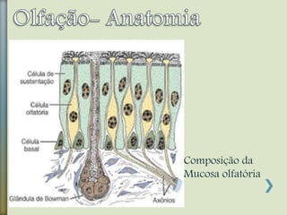 Composição da
Mucosa olfatória
 