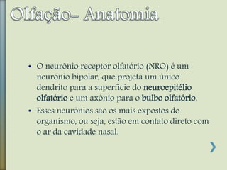 • O neurônio receptor olfatório (NRO) é um
neurônio bipolar, que projeta um único
dendrito para a superfície do neuroepitélio
olfatório e um axônio para o bulbo olfatório.
• Esses neurônios são os mais expostos do
organismo, ou seja, estão em contato direto com
o ar da cavidade nasal.
 
