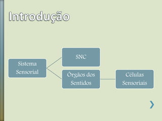 Sistema
Sensorial
SNC
Órgãos dos
Sentidos
Células
Sensoriais
 