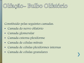 Constituído pelas seguintes camadas:
• Camada do nervo olfatório
• Camada glomerular
• Camada externa plexiforme
• Camada de células mitrais
• Camada de células plexiformes internas
• Camada de células granulares
 
