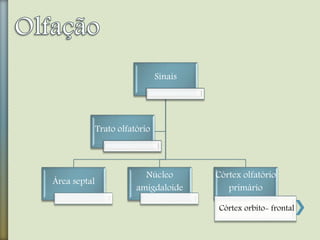 Sinais
Área septal
Núcleo
amigdaloide
Córtex olfatório
primário
Córtex orbito- frontal
Trato olfatório
 
