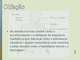 • No sistema nervoso central é feito o
reconhecimento e a distinção da fragrância.
Também ocorre interação entre a informação
odorífera e regiões responsáveis pela memória
e pelas emoções como o hipotálamo lateral e o
hipocampo.
 