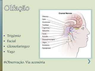 • Trigêmio
• Facial
• Glossofaríngeo
• Vago
#Observação: Via acessória
 