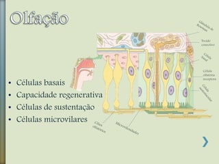 • Células basais
• Capacidade regenerativa
• Células de sustentação
• Células microvilares
Tecido
conectivo
Célula
olfatória
receptora
 