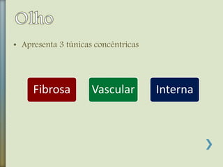 • Apresenta 3 túnicas concêntricas
Fibrosa Vascular Interna
 