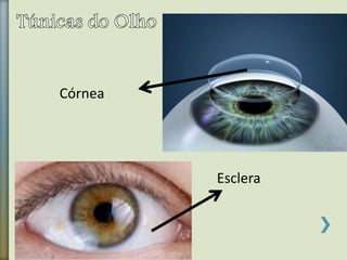 Esclera
Córnea
 