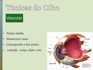 • Túnica média
• Numerosos vasos
• Corresponde a três partes:
• corioide, corpo ciliar e íris.
Vascular
 