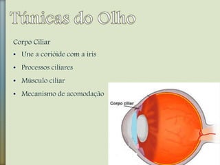 Corpo Ciliar
• Une a corióide com a íris
• Processos ciliares
• Músculo ciliar
• Mecanismo de acomodação
 