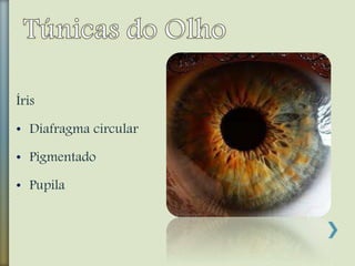 Íris
• Diafragma circular
• Pigmentado
• Pupila
 
