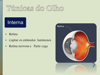 • Retina
• Captar os estímulos luminosos
• Retina nervosa e Parte cega
 