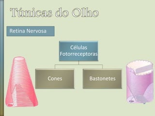 Retina Nervosa
Células
Fotorreceptoras
Cones Bastonetes
 