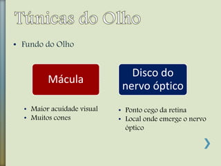 • Fundo do Olho
Mácula
Disco do
nervo óptico
• Maior acuidade visual
• Muitos cones
• Ponto cego da retina
• Local onde emerge o nervo
óptico
 