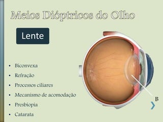• Biconvexa
• Refração
• Processos ciliares
• Mecanismo de acomodação
• Presbiopia
• Catarata
Lente
B
 