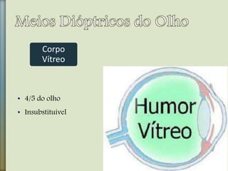 • 4/5 do olho
• Insubstituível
Corpo
Vítreo
 