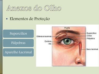 • Elementos de Proteção
Supercílios
Pálpebras
Aparelho Lacrimal
 