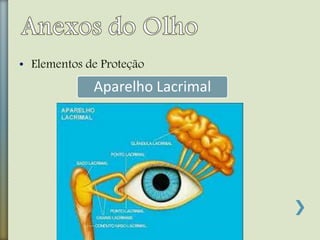• Elementos de Proteção
Aparelho Lacrimal
 
