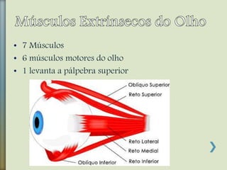 • 7 Músculos
• 6 músculos motores do olho
• 1 levanta a pálpebra superior
 