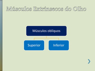 Músculos oblíquos
Superior Inferior
 